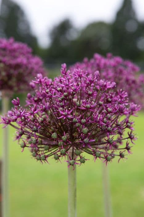 allium 'Red Eye'