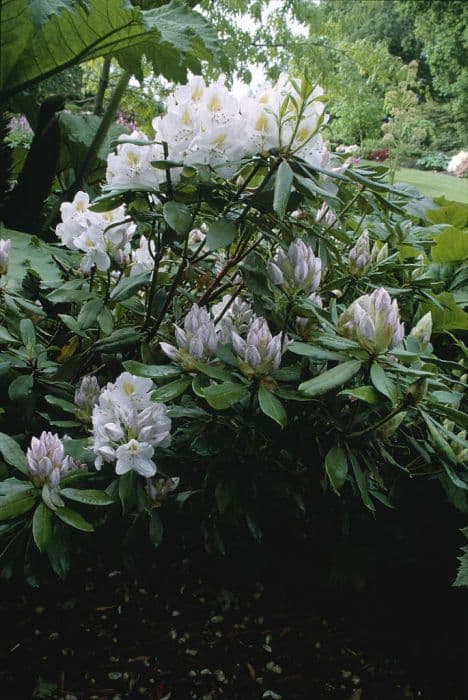 rhododendron 'Madame Masson'