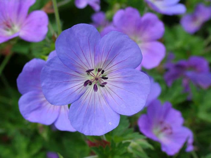 geranium [Rozanne]