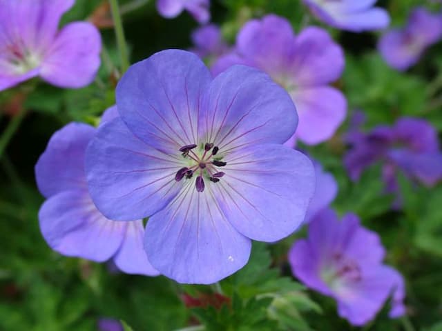 Geranium [Rozanne]