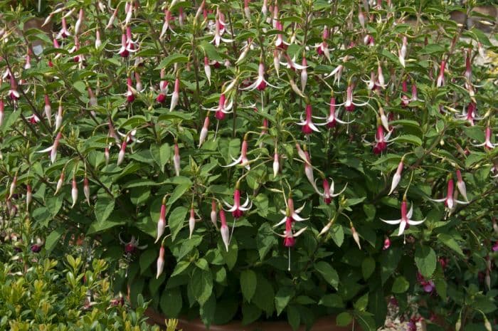 fuchsia 'Orange Crush'