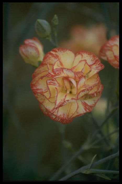 border carnation 'Marion Robinson'