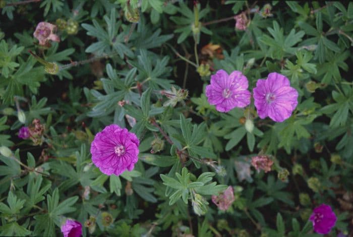 bloody cranesbill 'Ankum's Pride'