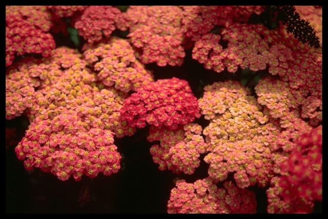 Yarrow 'Forncett Fletton'