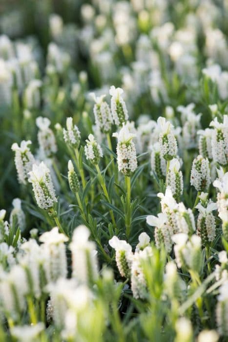 White-flowered French lavender 'Snowman'
