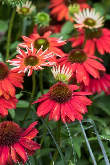 coneflower [Sombrero Salsa Red]