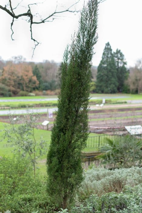 Mediterranean cypress