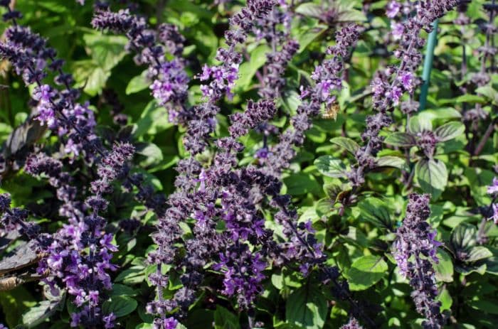 African blue basil