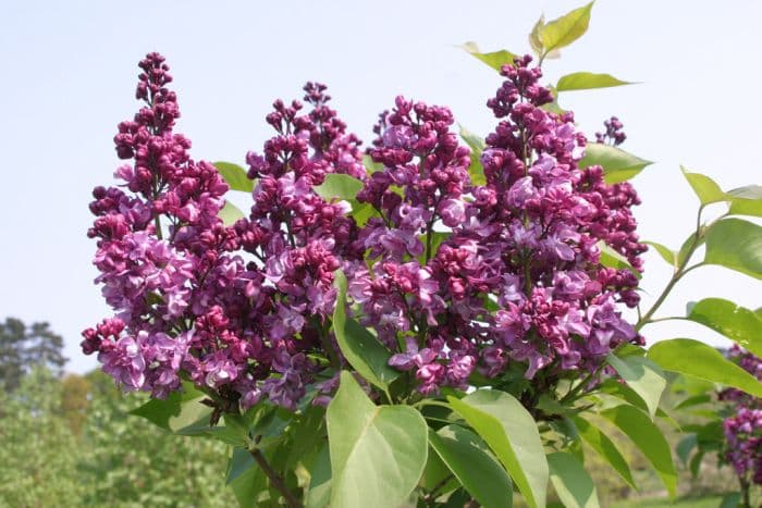 lilac 'Mrs Edward Harding'