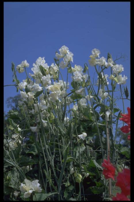 sweet pea 'Jilly'