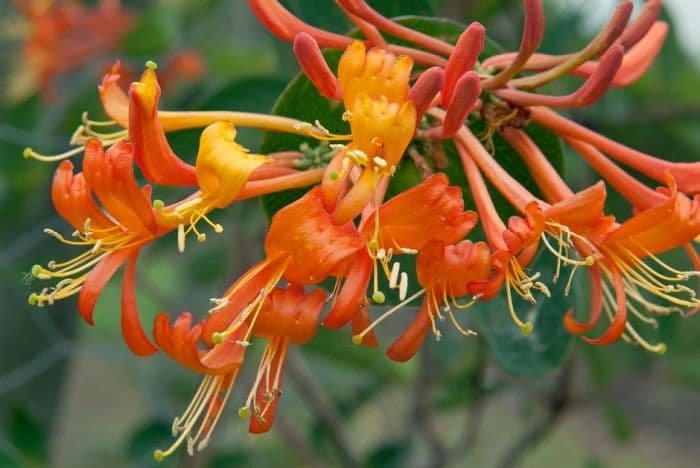 honeysuckle 'Mandarin'