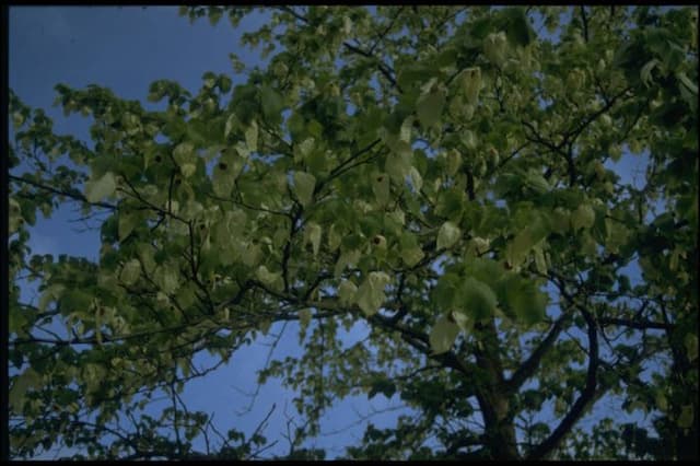 Handkerchief tree