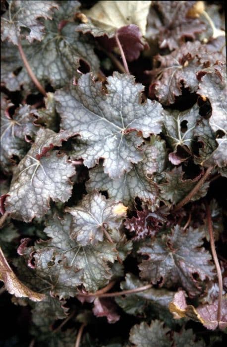 alum root 'Amethyst Myst'