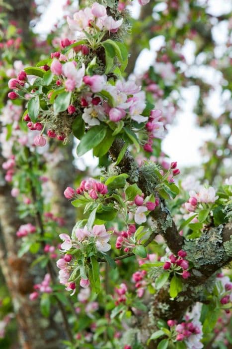 crab apple 'Golden Hornet'