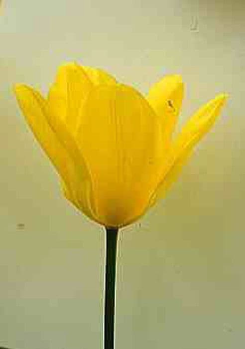 tulip 'Candela'