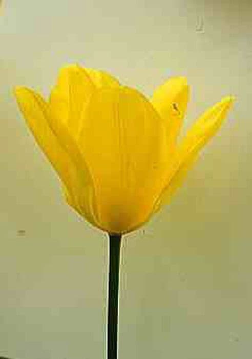 Tulip 'Candela'