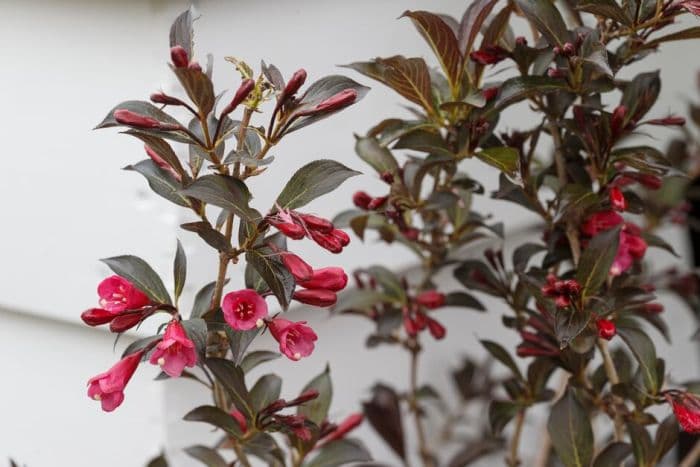 weigela [Naomi Campbell]