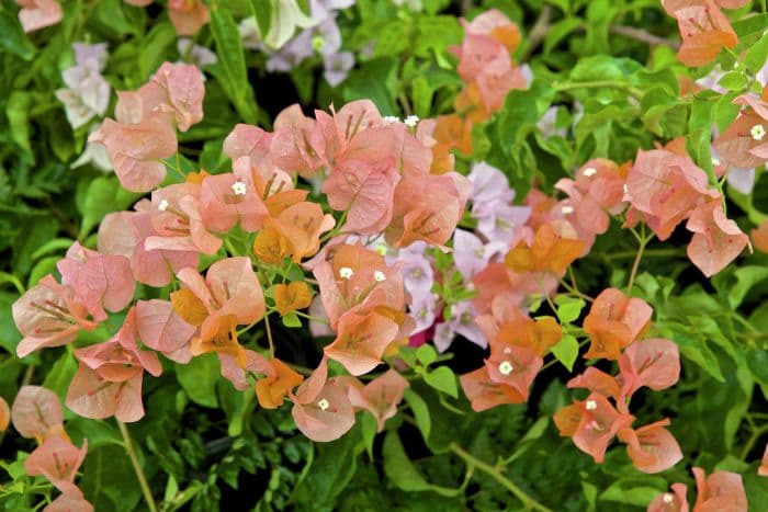 bougainvillea 'Alabama Sunset'