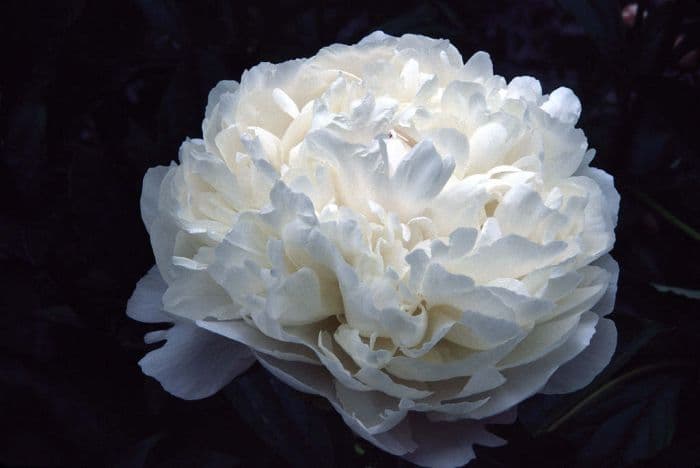 peony 'Laura Dessert'