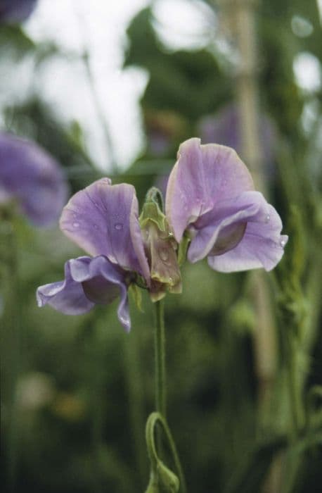 sweet pea 'Margaret Joyce'