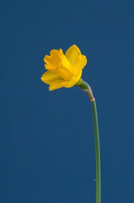 daffodil 'Roundita'