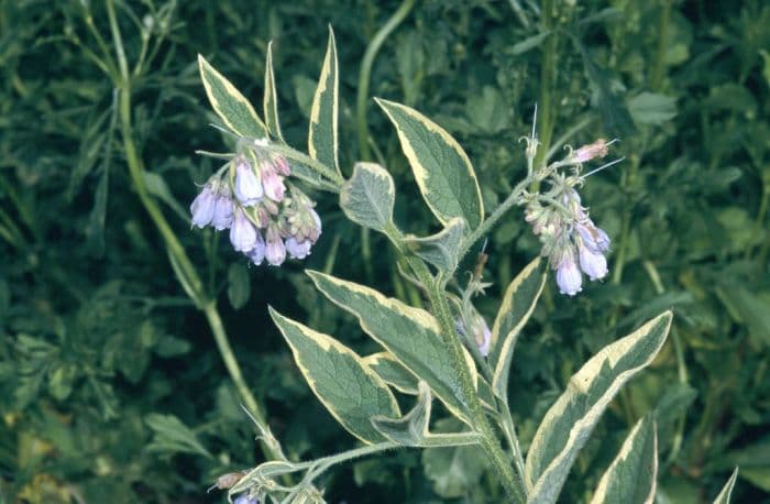 variegated Russian comfrey