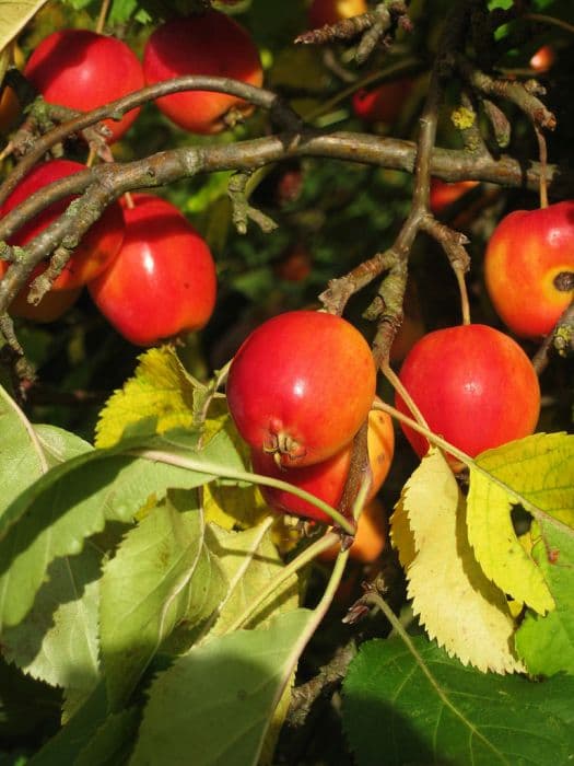 crab apple 'Dartmouth'