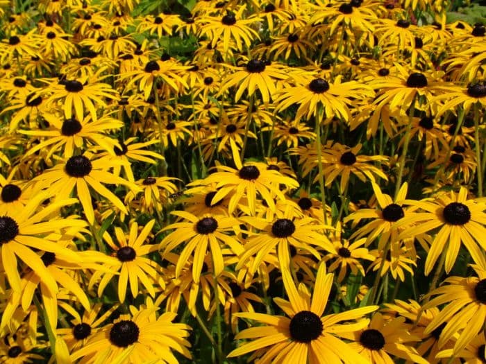 black-eyed Susan