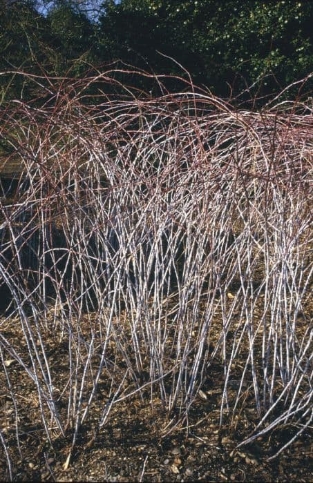 white-stemmed bramble