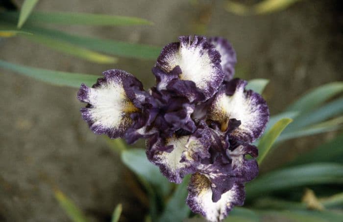 iris 'Prince of Burgundy'