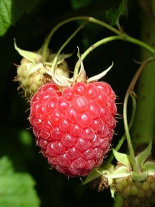 Raspberry [Himbo Top]