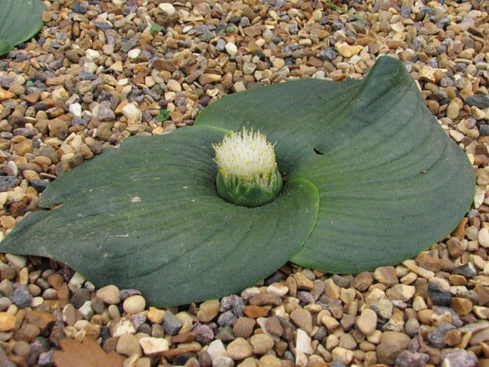 prickly massonia