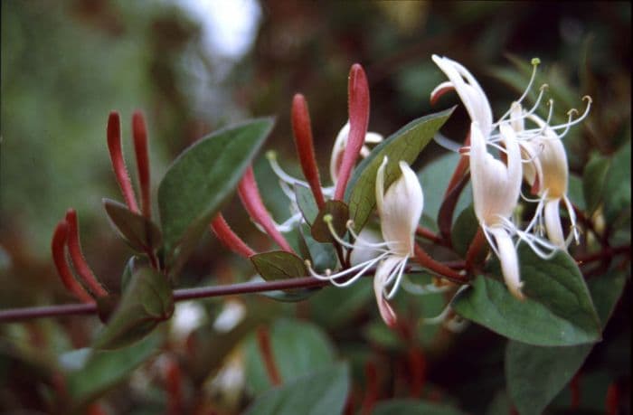 creeping Japanese honeysuckle