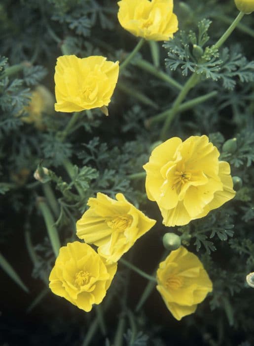 California poppy 'Lemon Bush'