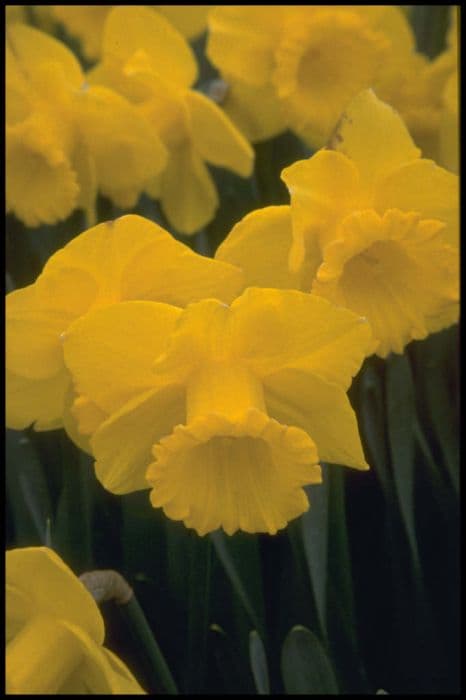 daffodil 'Barnum'