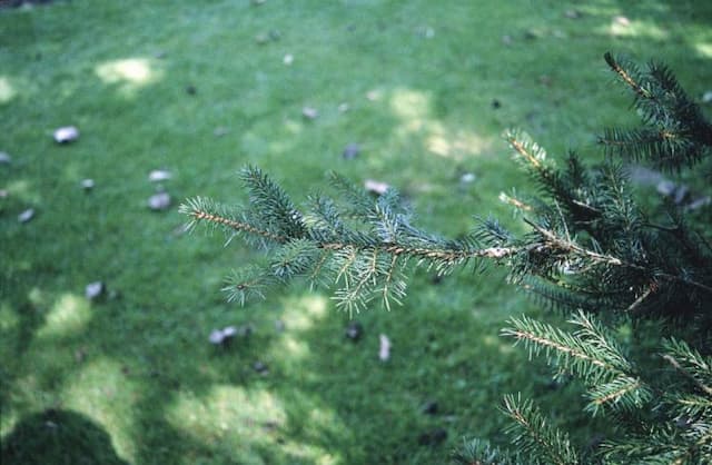 Serbian spruce