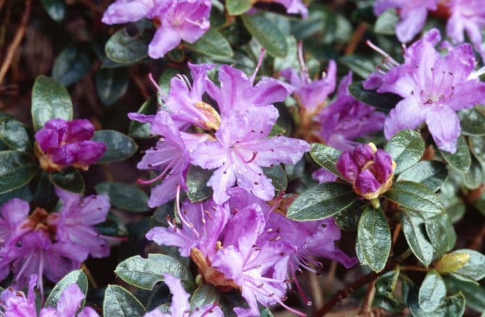 rhododendron 'Moerheim'