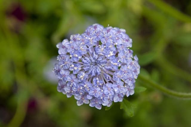Blue lace flower