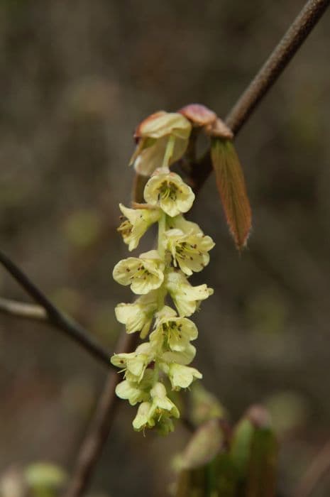 Chinese winter hazel 'Spring Purple'