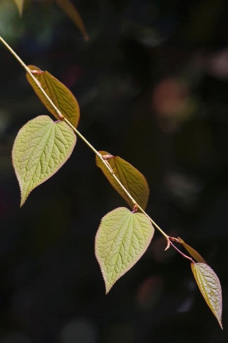 Spur leaf