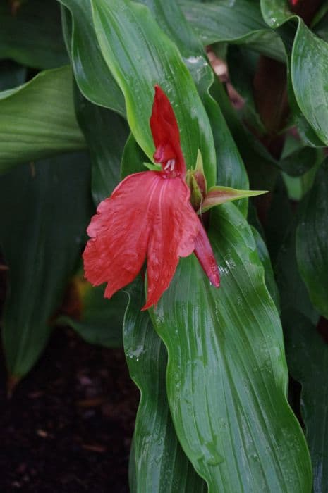 red-flowered purple roscoea