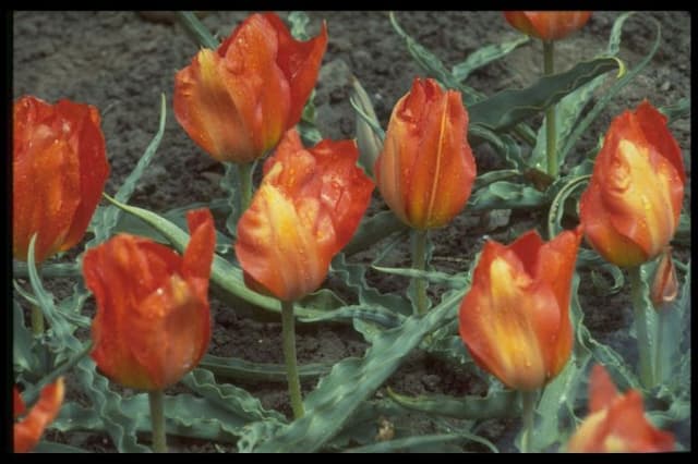 Tulip 'Tangerine Beauty'