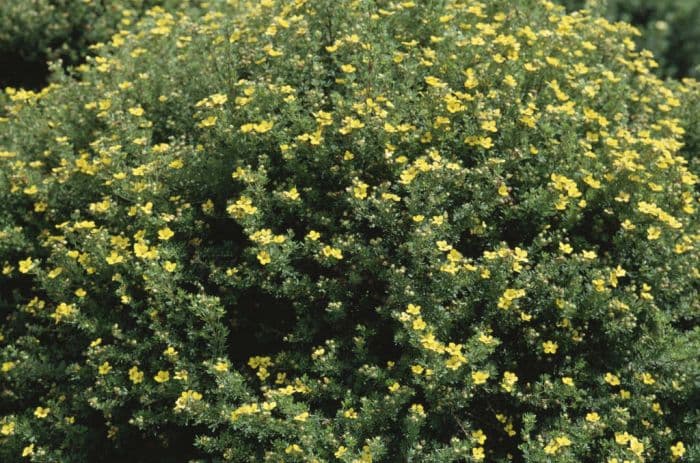 shrubby cinquefoil 'Chelsea Star'