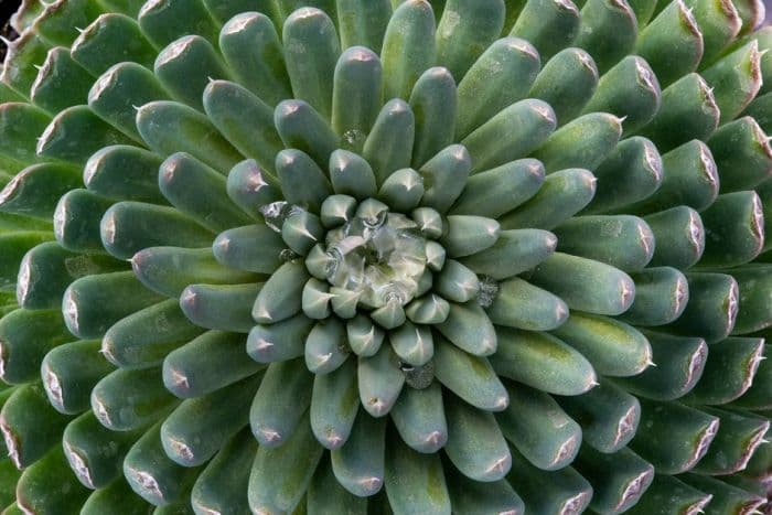 spiny pennywort