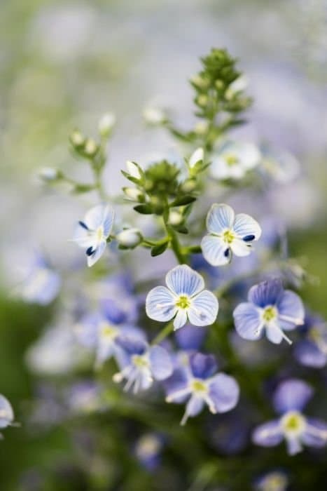 Gentian Speedwell 'Mountain Breeze'