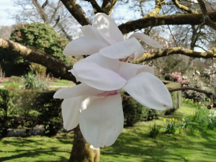 magnolia 'Albatross'