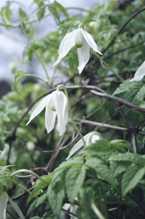 clematis 'White Columbine'