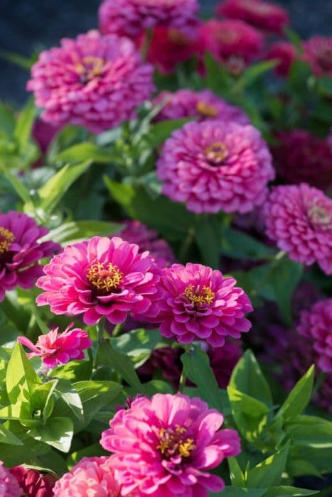 zinnia 'Dreamland Pink'