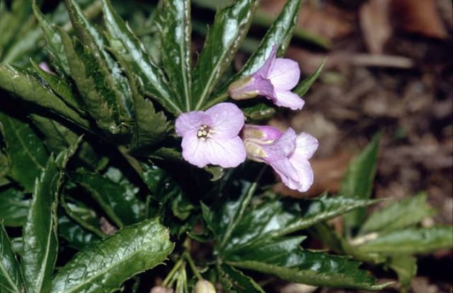 Showy toothwort