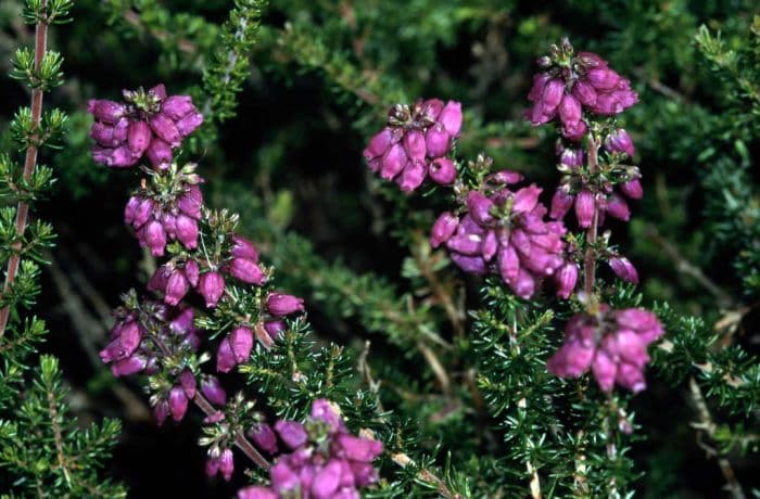 bell heather 'Pentreath'